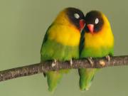 Foto de Pájaros del amor