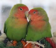 Foto de Pájaros del amor