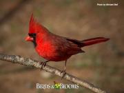 Foto de Vuelo del cardenal