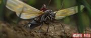 Foto de Ant-Man y la avispa (más contenido extra)