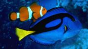 Foto de Acuario infantil: Buscando el verdadero Nemo & amp; Gallo