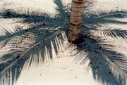 Foto de En la sombra de las palmas