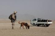 Foto de Soldados de perros de trineo