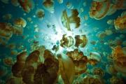 Foto de Relajación natural bajo el agua de Palau
