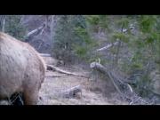 Foto de The Wildman Interlude: un corto documental de Bigfoot