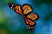 Foto de Meditación de la mariposa monarca