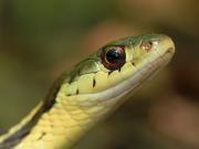 Foto de Ojos de serpiente