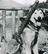 Foto de Soldados de perros de trineo