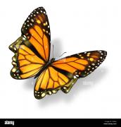 Foto de Meditación de la mariposa monarca