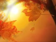 Foto de Falling Leaves Autumn & amp; Relajante música para piano