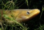 Foto de Naturaleza: el misterio de las anguilas