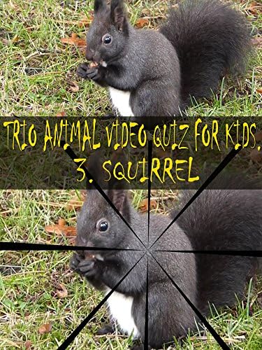 Pelicula Video Trio Animal Quiz para niños. 3. ardilla Online