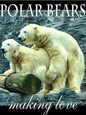 Ver Pelicula Osos polares haciendo el amor Online