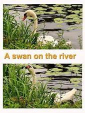 Ver Pelicula Un cisne en el rio Online