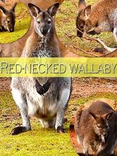 Ver Pelicula Wallaby de cuello rojo Online
