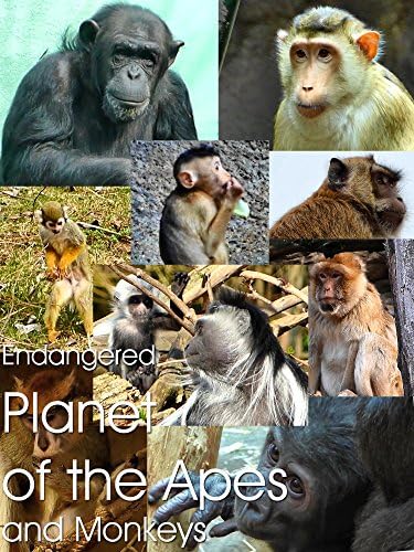 Pelicula Planeta en peligro de extinción de los monos y monos Online