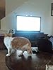 Foto 3 de Cat TV 3 - Televisión para gatos