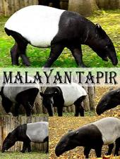 Ver Pelicula Tapir malayo Online