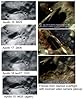 Foto 3 de Aliens on the Moon: La verdad expuesta