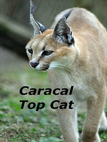 Pelicula Caracal top cat Online