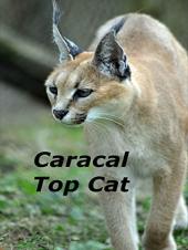 Ver Pelicula Caracal top cat Online