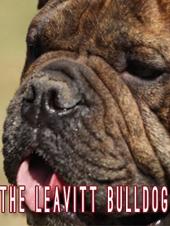Ver Pelicula El Bulldog de Leavitt Online