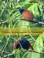 Ver Pelicula Sri Lanka salvaje. III. Coucal de pico verde en Sinharaja Online