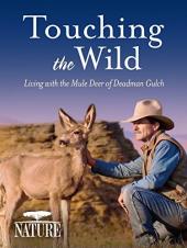 Ver Pelicula Naturaleza: tocar lo salvaje: vivir con el ciervo mula de Deadman Gulch Online