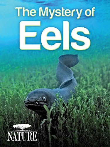 Pelicula Naturaleza: el misterio de las anguilas Online