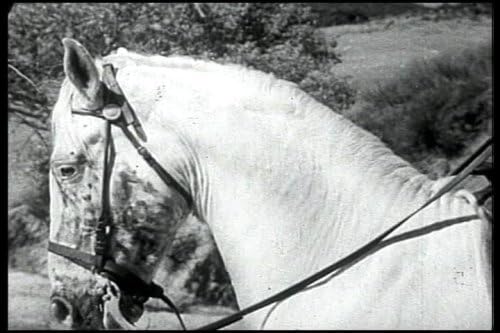 Pelicula Old Western: The Fighting Stallion DVD (1949) con Bill Edwards, Doris Merrick, Forrest Taylor, Don C. Harvey, Robert Carson, Gene Alsace, Merrill McCormick, Johnny Carpenter y Maria Hart. Online
