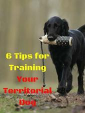 Ver Pelicula 6 consejos para entrenar a tu perro territorial Online
