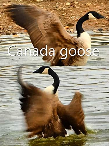 Pelicula ganso de Canadá Online