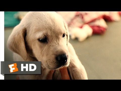 Marley & Me (1/5) Movie CLIP - Clearance Puppy (2008) HD