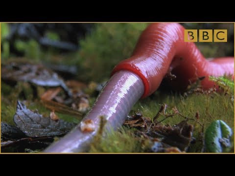 Monster leech swallows giant worm - Wonders of the Monsoon: Episode 4 - BBC Two