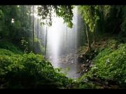 Foto de Relajante lluvia del bosque para relajarse, dormir y amp; Meditación - Naturescapes