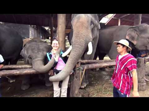 Maesa Elephant camp - Chiang Mai, Thailand 2016