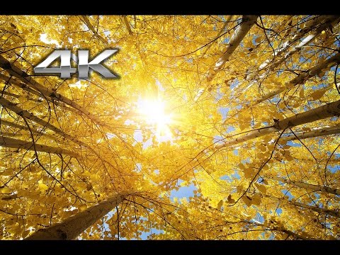 2 HRs 4K: "Fall in the Forest" Nature Relaxation™ Video + Instrumental Music UHD