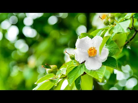 Morning Relaxing Music - Beautiful Piano Music for Stress Relief (Newtown)