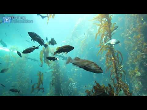 4K AQUARIUM UNDERWATER SCENE + MUSIC | 2 Hour Nature Relaxation™ Film