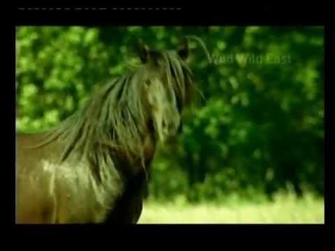 Wild Horses - trailer