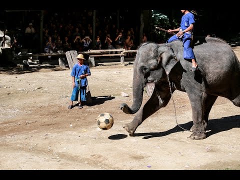 Maesa Elephant Camp in Chiang Mai Thailand