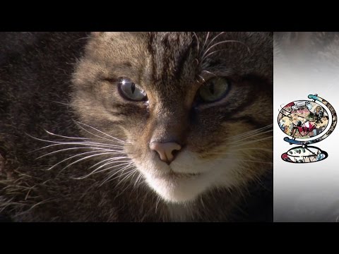 Reintroducing Endangered Wildcats Into Scotland