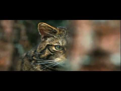 Scottish wildcat project Highland Tiger introduction