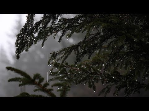 Relaxing Forest Rain Sounds for Sleeping, Relax, Study,... / 6 Hours Sounds of Rain