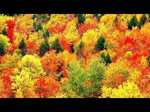 Peaceful Music, Relaxing Music, Instrumental Music, "Autumn Leaves" by Tim Janis