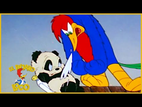 El Pajaro Loco en Español | El  Nacimiento De Andy Panda | Dibujos Animados en Español