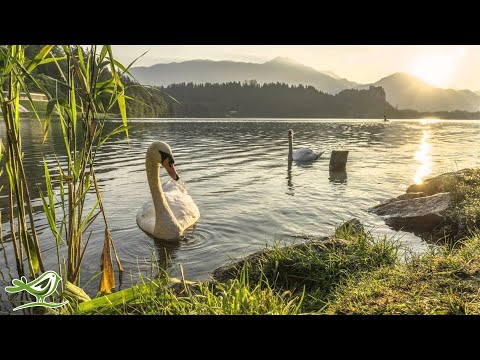 3 Hours of Relaxing Soft Calm Piano Music - Morning Background ★35