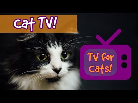 CAT TV! Movies for Cats to Watch, Videos for cats to watch, entertainment for cats to relax 🐱