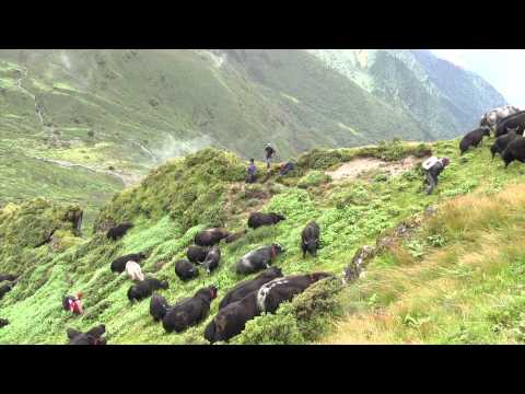 108 Yaks - A journey of love and freedom