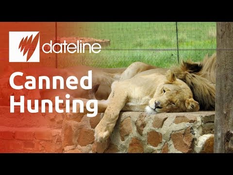 Canned Hunting